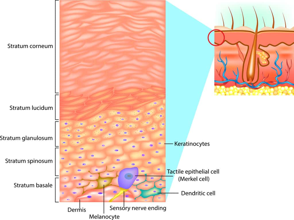 L’épiderme de la peau comprend plusieurs couches, avec en surface la <em>stratum corneum</em>, ou couche cornée. © sakurra, Fotolia