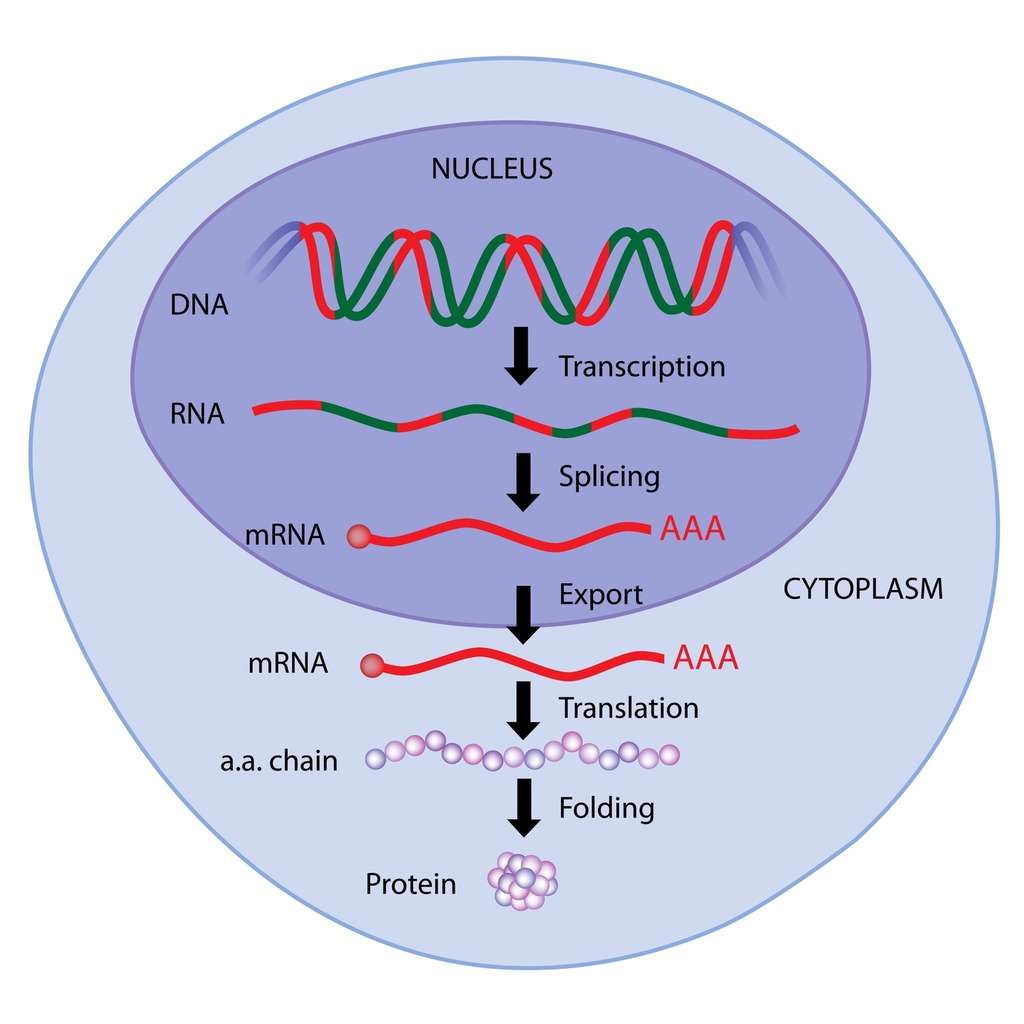 Dans le noyau, l’ADN du gène est transcrit en ARN qui subit un épissage <em>(splicing)</em> pour donner un ARNm qui sera traduit en protéine. L’épissage d’un même ARN peut donner lieu à plusieurs ARNm différents : c’est l’épissage alternatif. ©  Alila Medical Media, Fotolia