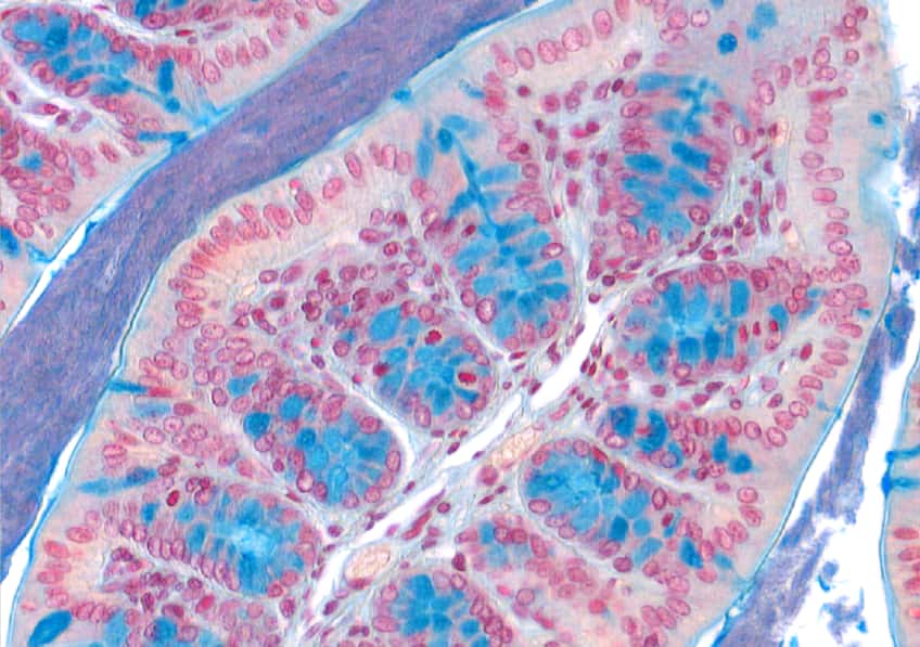 Section montrant l’interaction du microbiote et de l’épithélium intestinal au niveau du colon. En bleu, le mucus sécrété par l’épithélium intestinal pour se protéger contre le microbiote. En rose, les noyaux des cellules de l’épithélium. © Noëmie Daniel, Inserm