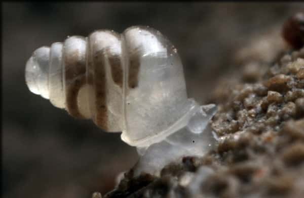  À quoi peuvent bien servir des yeux dans le noir complet ? Un petit escargot croate survit très bien sans, à 900 m sous terre. Sa coquille ne contient même aucun pigment, laissant à la lumière apparaître son corps. © Jana Bedek