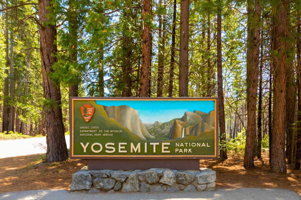 Un déséquilibre s'est créé lorsque les grenouilles taureaux américaines (<em>Rana catesbeiana</em>) ont été introduites dans l'écosystème fragile de Yosemite (ouest des États-Unis) au cours du XX<sup>e</sup> siècle. © Travelview, iStock