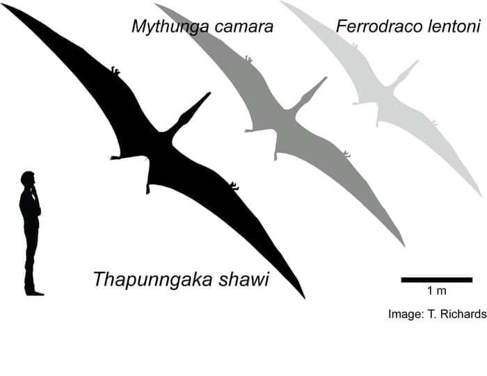 Estimation de la taille de trois espèces de ptérosaures australiens. L'homme mesure 1,80 mètre. A) <em>Thapunngaka shawi</em>; B) <em>Mythunga camara;</em> C) <em>Ferrodraco lentoni</em>. © Richards et <em>al.</em>, 2021
