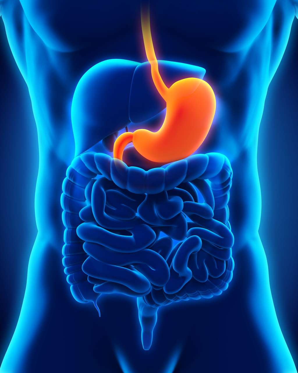 Lorsque les aliments arrivent dans l’estomac, un message est envoyé aux centres nerveux par le nerf vagal. © Nerthuz, Shutterstock