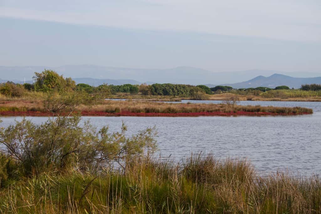 Les étangs de Villepey regroupent divers milieux. Outre les étangs, s'y trouvent aussi une lagune, des prairies, des sansouires, des dunes, des vasières, etc. © Gabriel Bianchi