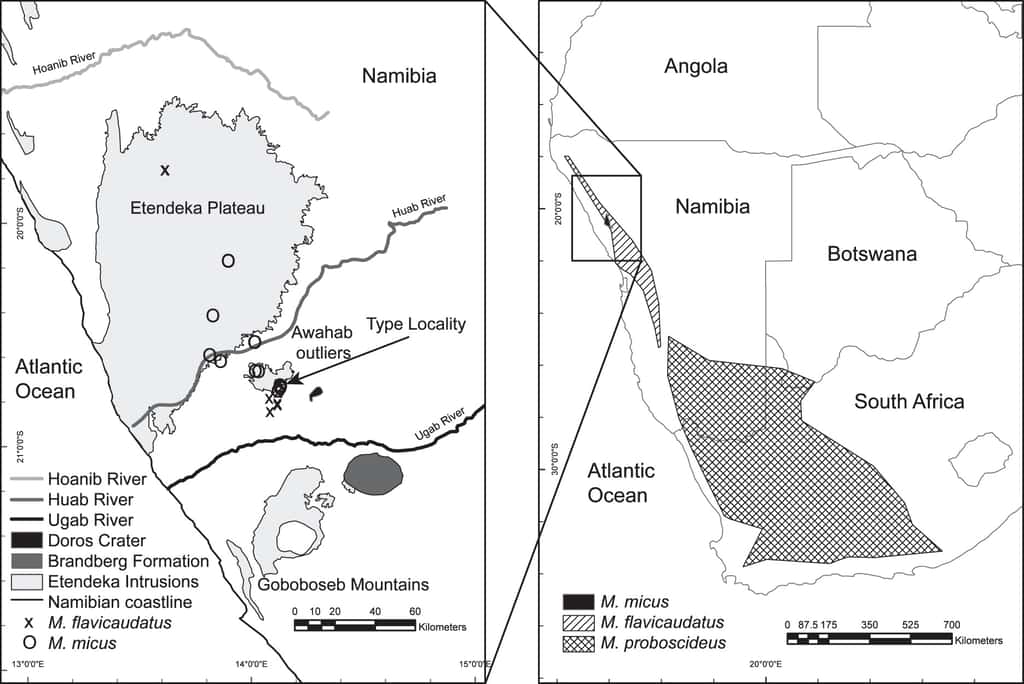 <em>M. micus</em> a été découvert dans le nord-ouest de la Namibie. © Dumbacher <em>et al.</em>, <em>Journal of Mammalogy</em> 2014