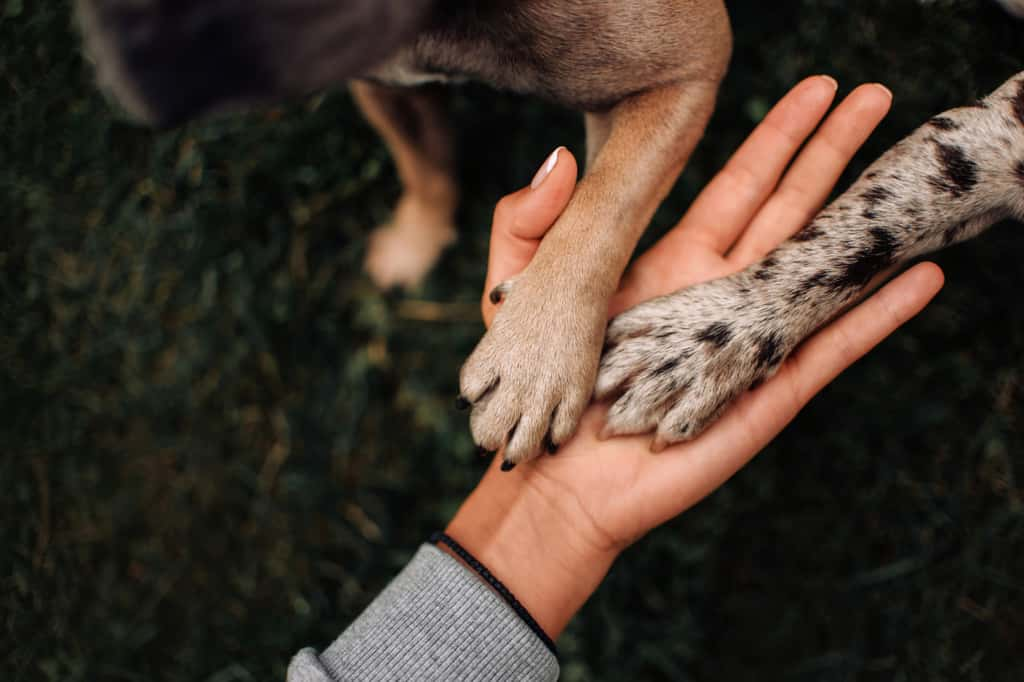  Comment les humains se sont-ils démarqués du reste du vivant sur le plan énergétique ? © Ksenia Raykova, iStock