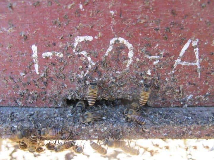 Des abeilles de l'espèce <em>Apis cerana</em> en train de disposer des fèces à l'entrée de la ruche. © Heather Mattila