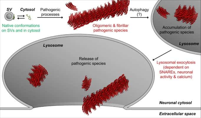 L'exocytose lysosomale libère les espèces pathogènes d'alpha-Synucléine (αSyn) des neurones dans l'espace extracellulaire. Cette libération est régulée par l'activité neuronale et le calcium cytosolique. © Xie, Y.X., Naseri, N.N., Fels, J. <em>et al. Nat Commun</em>.