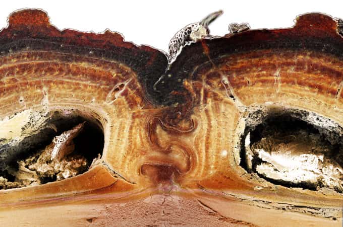 Une coupe transversale de l'exosquelette du <em>Phloeodes diabolicus </em>qui montre la suture qui confère à l'insecte sa grande résistance à l'écrasement. © David Kisailus
