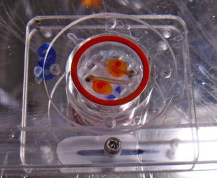 Grâce à ce dispositif, les chercheurs mesurent la consommation d'oxygène des juvéniles de saumons roses durant leur développement. Ceux qui ont grandi dans des eaux riches en CO<sub>2</sub> utilisent moins bien l'oxygène. © Michelle Ou