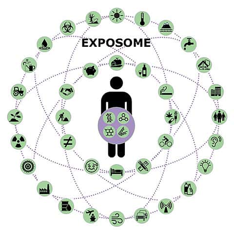 L'exposome : une notion intégrant tous les facteurs agissant sur la santé. © nathalie Ruaux, Wikipédia commons, CC by-sa 4.0