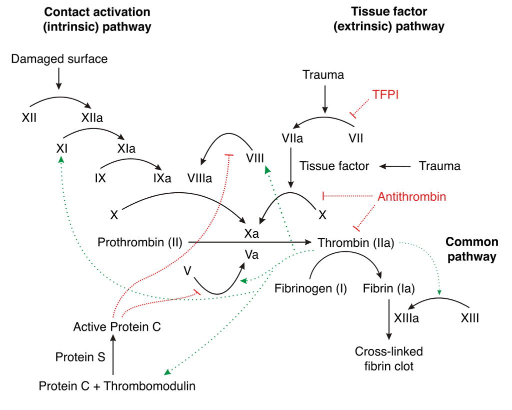 Une cascade de facteurs intervenant dans la coagulation est déclenchée lors de la formation d'un thrombus. © Joe D, <em>Wikimedia Commons</em> CC by-sa 3.0