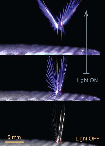 La lumière visible, d'un laser ou d'une LED, active le déploiement des poils qui portent le robot-fée dans les airs. © Jianfeng Yang, <em>Tampere University</em>