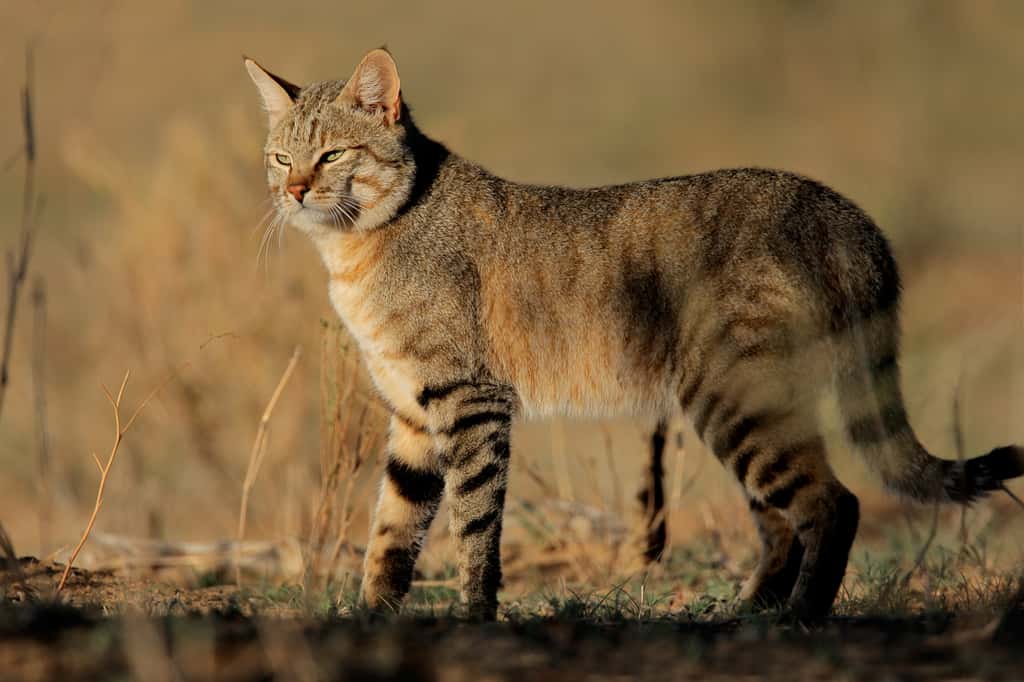Le chat sauvage du Moyen-Orient (<em>Felis silvestris lybica</em>), que l’on rencontre encore de nos jours dans le nord de l’Afrique et jusqu’en Anatolie, est l’ancêtre de nos chats domestiques. © EcoView, Fotolia