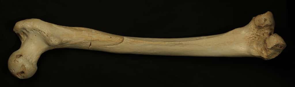 Le plus vieux génome d'hominidé séquencé a 400.000 ans. Il a été extrait de mitochondries trouvées dans ce fémur d'<em>Homo heidelbergensis. </em>© Javier Trueba, Madrid Scientific Films