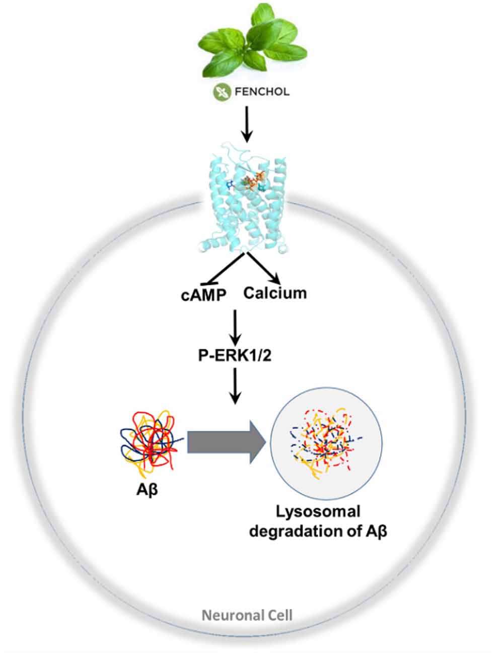 Le mécanisme d'action du fenchol. Il active le récepteur FFAR2 (en bleu) sur les neurones. Par une cascade de signalisation, les éléments chargés de la destruction des protéines dans la cellule sont activés et détruisent les agrégats de protéines amyloïdes. © Atefeh Razazan et <em>al., Frontiers in Aging Neuroscience</em>