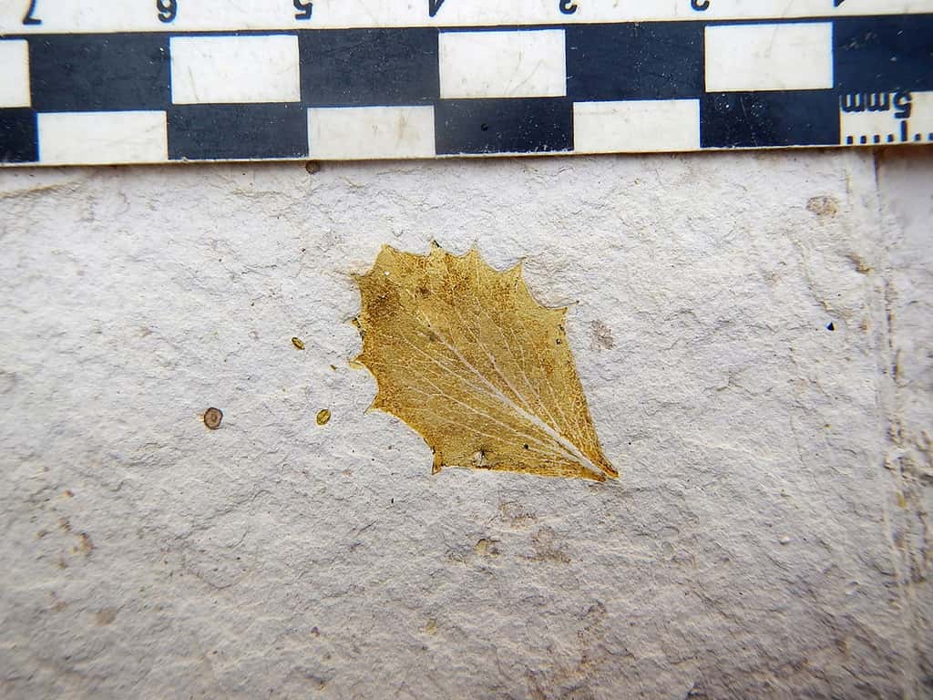 Exemple d'un feuille fossilisée trouvée au Pérou datant du Pliocène. © Carlos Jaramillo
