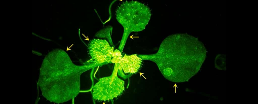 Une plante de moutarde réagit aux signaux de danger aériens émis par une autre plante. © Aratani et <em>al., Nature Communications</em>, 2023