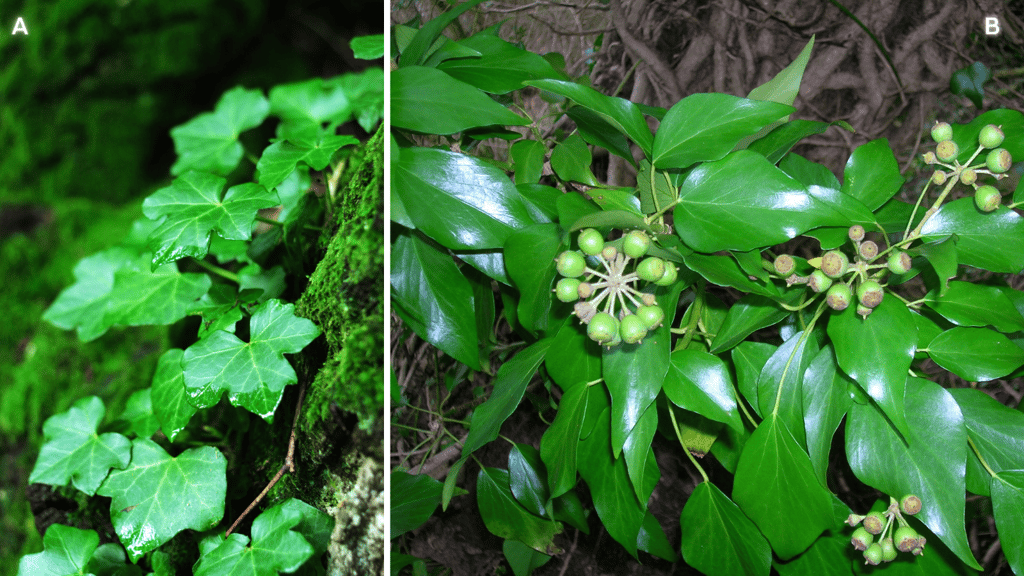 Les feuilles de lierre sont dimorphiques, elles présentent deux formes distinctes. (A) feuilles à 5 lobes. (B) feuilles unilobées portées par les tiges florifères. © Gormé &amp; Rosser1954, Wikimedia Commons