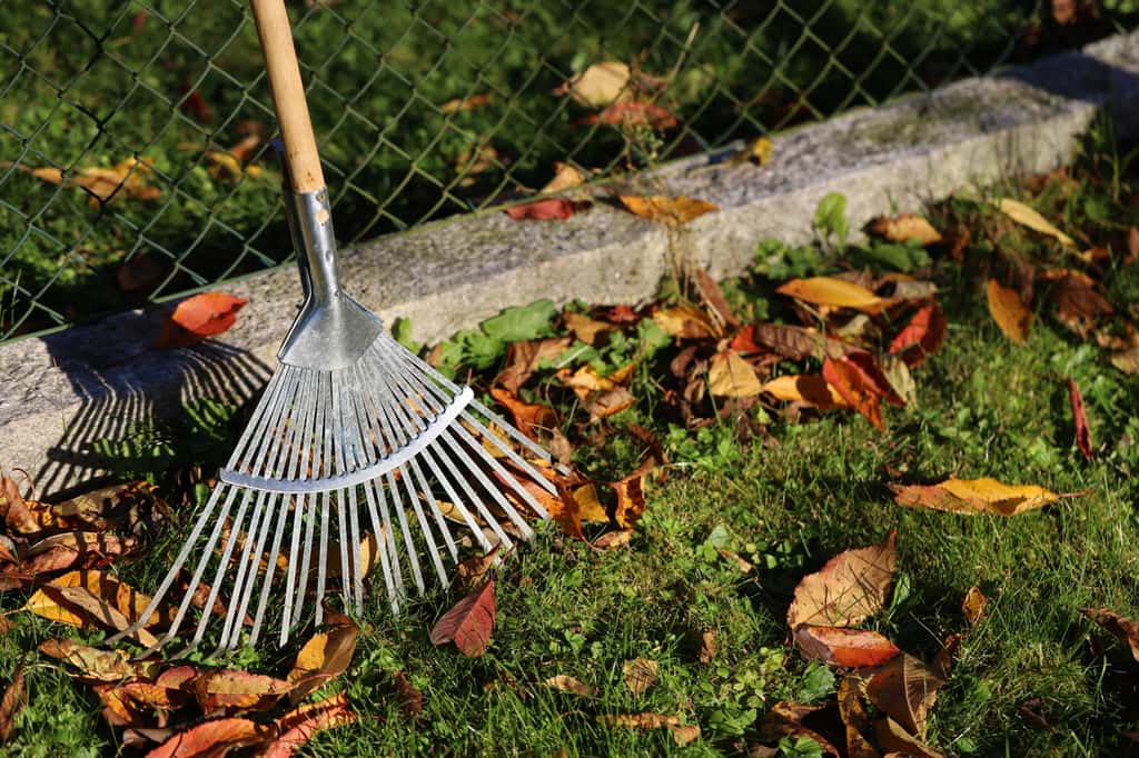 Oui, vous devez effectivement ramasser les feuilles mortes de votre voisin qui tombent chez vous ! © Andreas, Adobe Stock