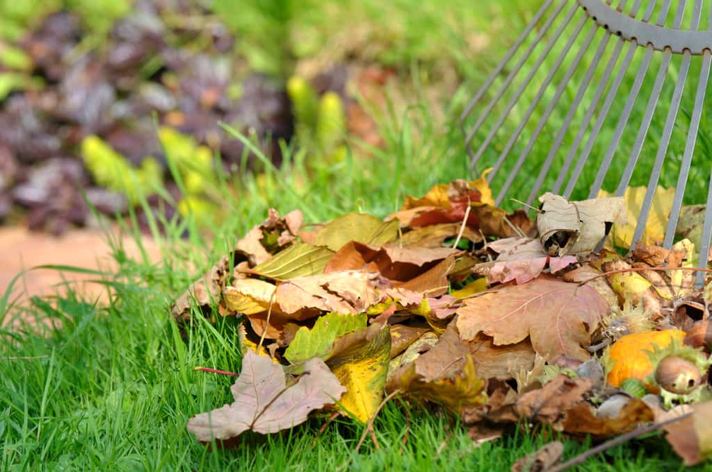 Les feuilles mortes constituent un bon abri pour les petits animaux du jardin et enrichissent la terre en se décomposant. © Coco, Abode Stock