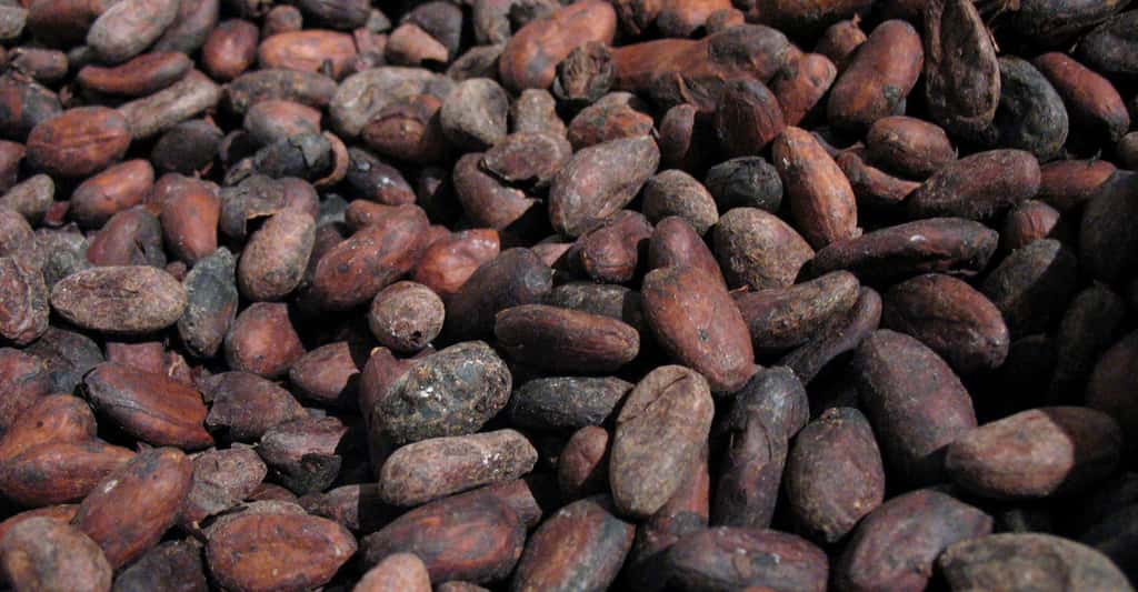 Les fèves de cacao sont à l'origine du chocolat. © SuperManu, Wikimedia Commons, CC by-sa 2.5