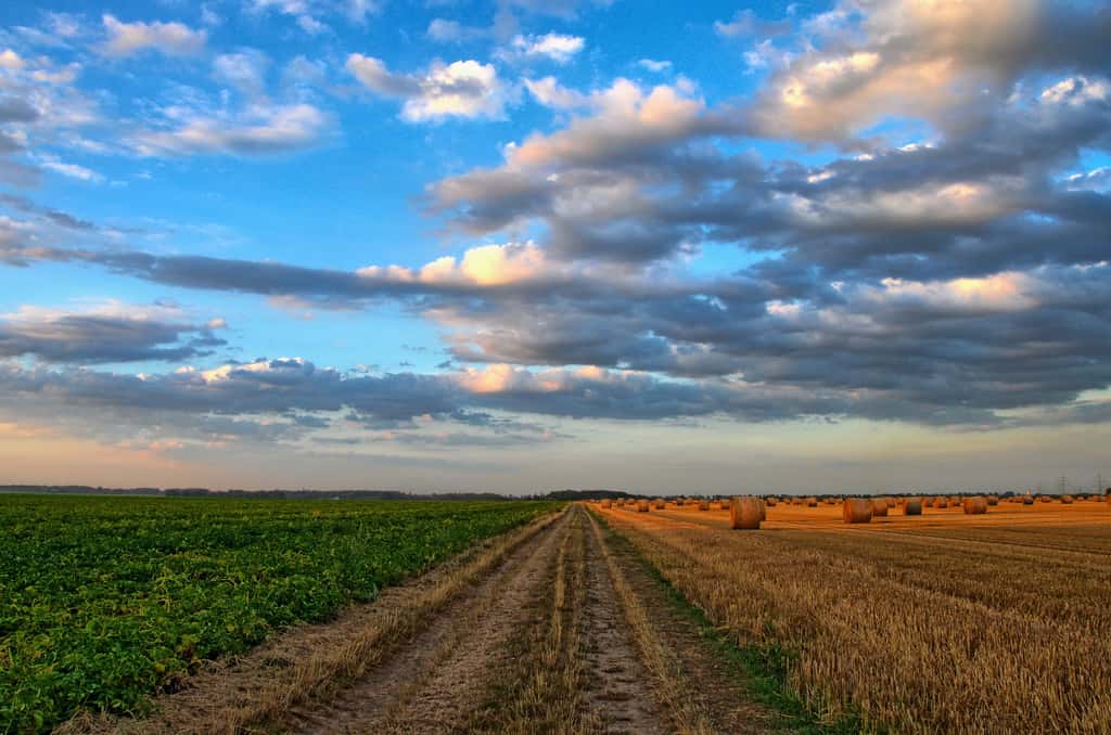 L'agriculture émet pour le moment plus de gaz à effet de serre qu'elle n'en séquestre, mais les choses peuvent changer selon le Haut conseil pour le climat. © wobogre, Pixabay