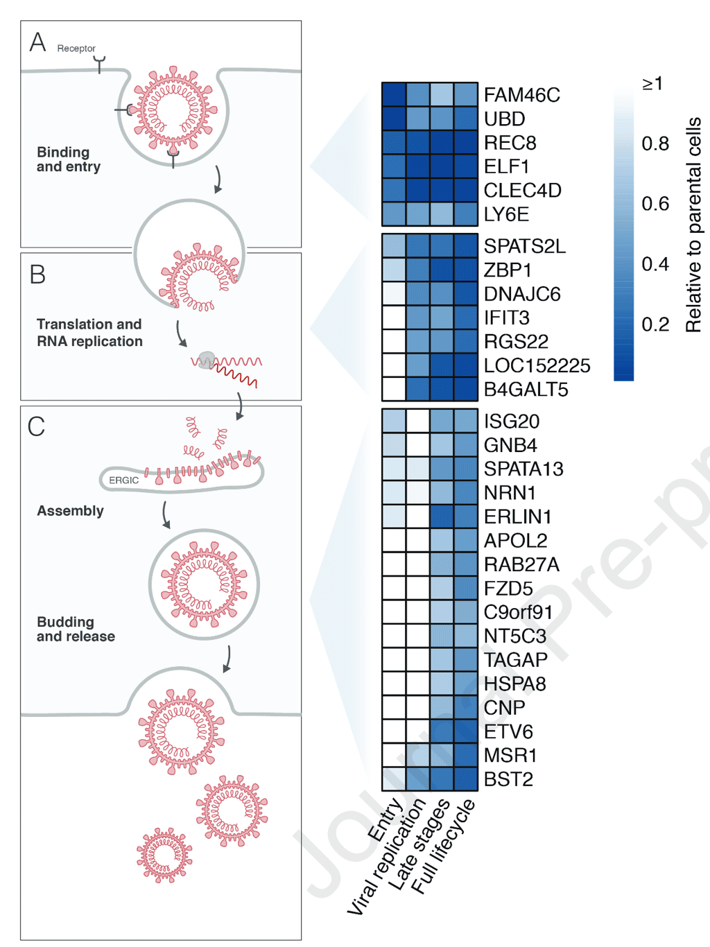 Certains ISG identifiés comme ayant un effet sur la réplication du coronavirus et le stade du cycle viral auquel ils agissent. © Laura Martin-Sancho et <em>al.</em>, <em>Molecular Cell</em>