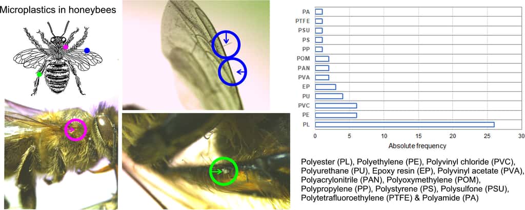 La localisation des fibres et fragments de microplastique sur les insectes ainsi que leur nature. © <em>Carlos Edo et al. Science of the Total Environment</em>