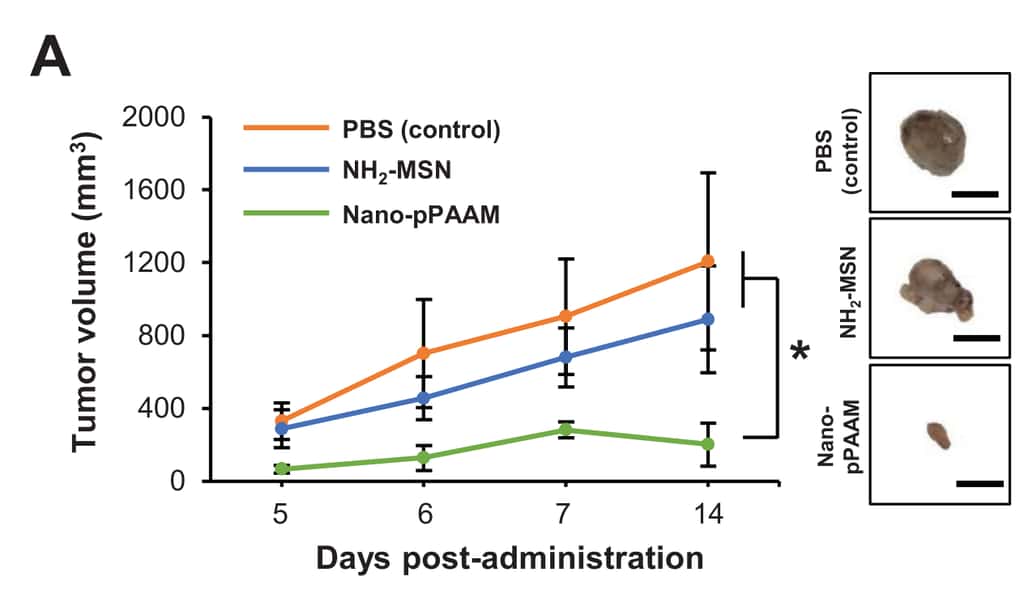 Les volumes de la tumeur à J 5, 6, 7 et 14 post-injection pour les trois groupes de souris. Celles-ci ayant reçu du PBS forment le groupe contrôle, le deuxième groupe a reçu une injection de nanoparticule seul (MSN-NH<sub>2</sub>) et le dernier groupe une injection de Nano-pPAAM. © Zhuoran Wu et al. <em>Small</em>