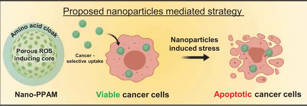 Le principe de base du fonctionnement des nanoparticules. Recouvertes d'un manteau d'acides aminés, elles sont internalisées par les cellules cancéreuses viables. Dans le cytoplasme, elles induisent un stress oxydatif qui conduit à la mort de la cellule. © Zhuoran Wu et al. <em>Small</em>