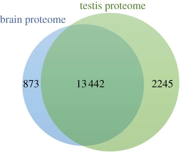 Les protéines présentes à la fois dans les testicules et le cerveau. © Bárbara Matos et al. Open Biology