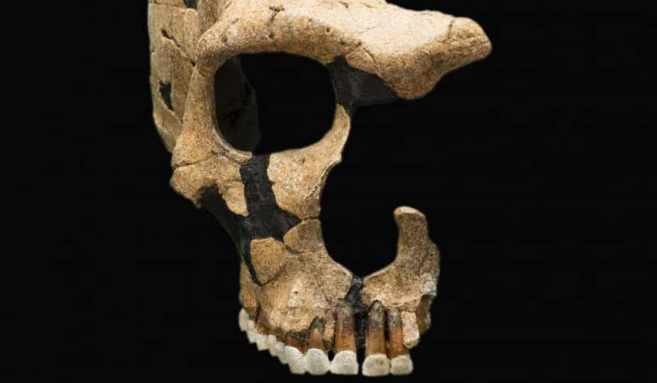  Un crâne de Néandertal présentant des traumas crâniens. © <em>Smithsonian National Museum of Natural History</em>