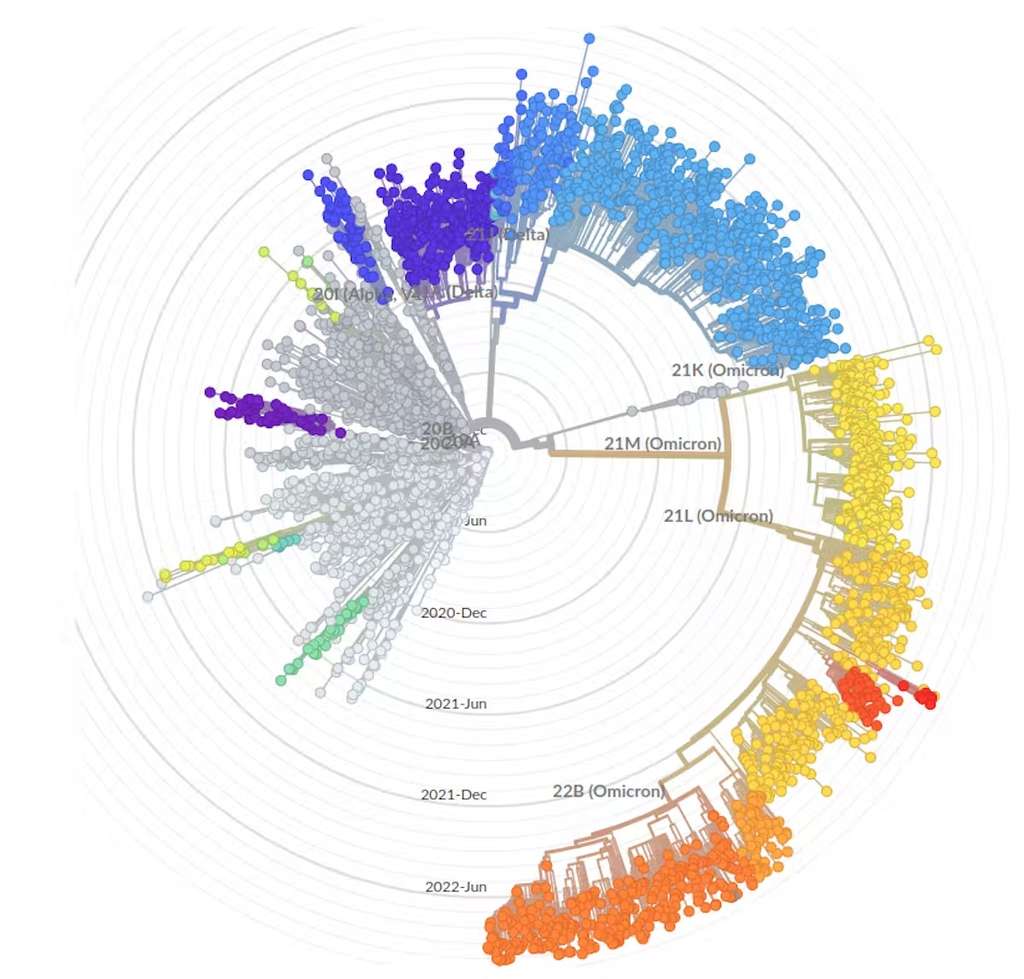 Phylogénie radiale de Nextstrain.org à partir des données GISAID qui montre que la diversification des lignées Omicron est bien supérieure à celle du variant Delta (en bleu) ou Alpha (en violet). © nextstrain.org/ncov