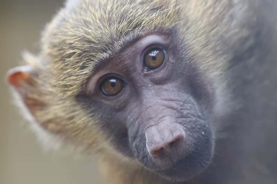 Les mystères de l'origine de notre langage se cachent-ils derrière les yeux de ce babouin ? © Yannick Becker et Adrien Meguerditchian