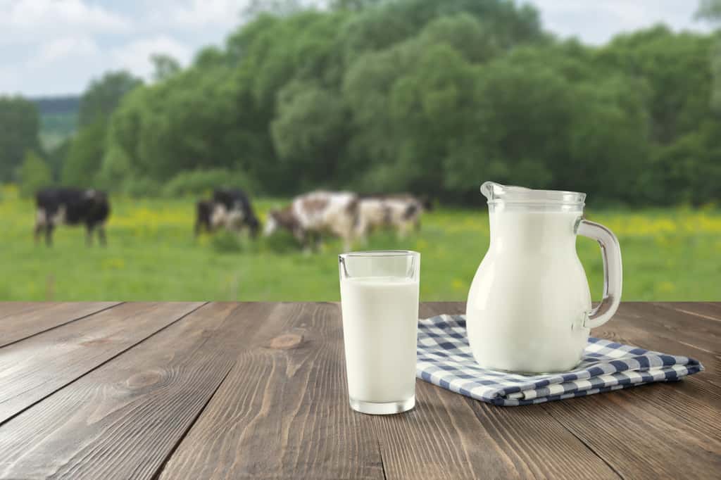 De l'élevage des vaches, en passant par la transformation du lait, la filière laitière offre des opportunités de carrières diverses. © svetlana_cherruty, Adobe Stock