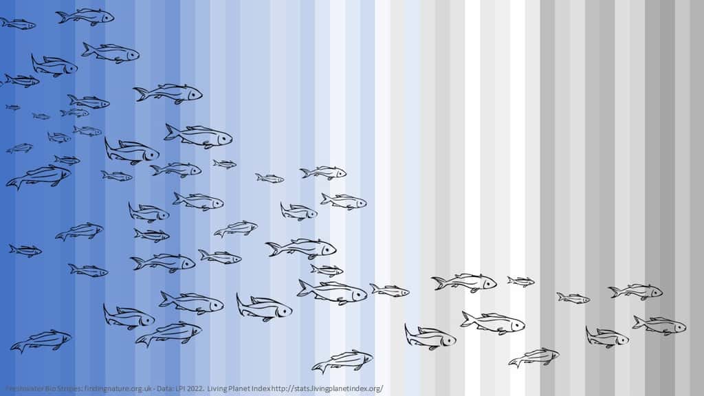 Les bandes colorées du déclin des poissons à partir de 1970. © Miles Richardson, Living Planet Index