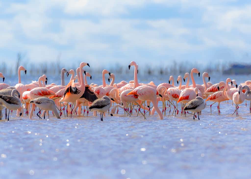 Le monde fascinant de l'avifaune, d'une diversité de comportements, de chants, de couleurs, de plumage… Les flamands rose en photo. © Carolina, Adobe Stock