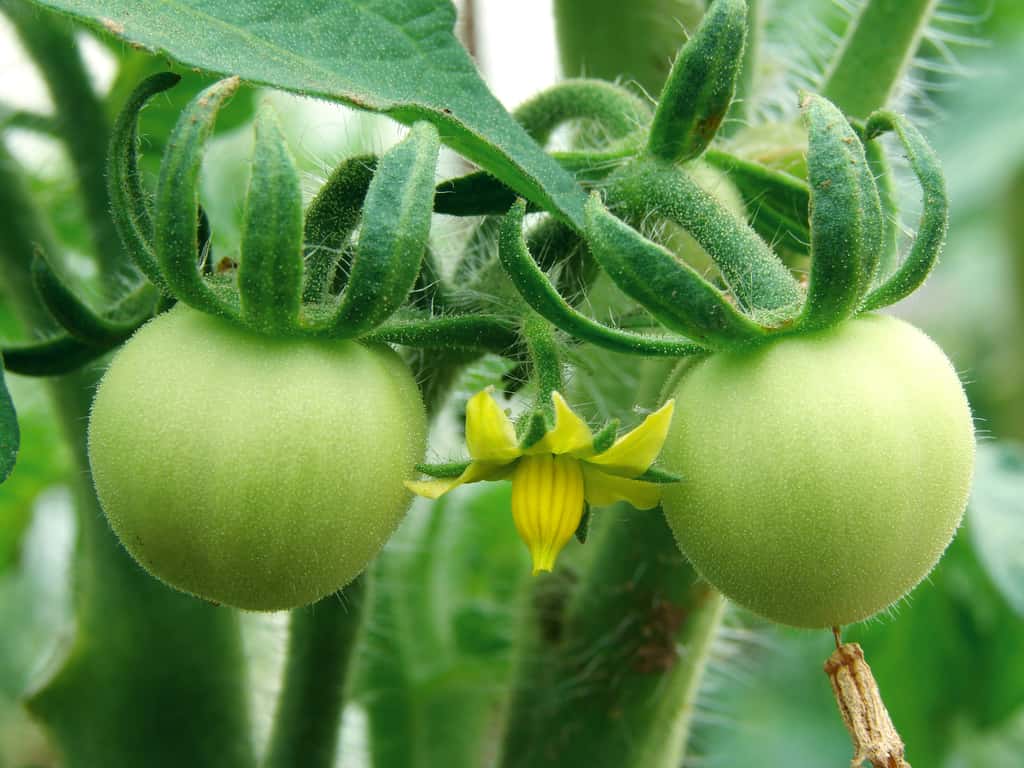 Après la fleur, vient son fruit : la tomate. © DLeonis, Adobe Stock