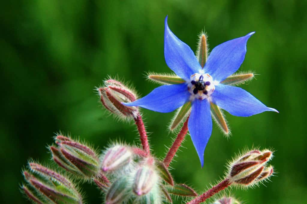 La bourrache est une fleur dont on s'amourache rapidement, tant au jardin que dans l'assiette ! © Pascal 06, Adobe Stock