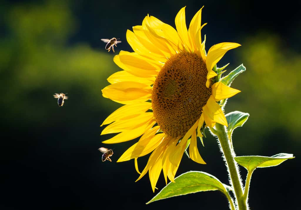 Le tournesol est une plante mellifère qui attire nombre de pollinisateurs. © Vera Kuttelvaserova, Adobe Stock