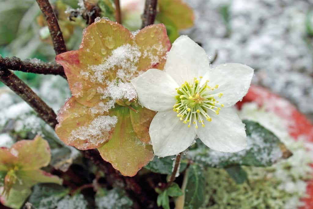 La floraison de la rose de Noël annonce la période hivernale ! © Konstanze Junghanns, Adobe Stock