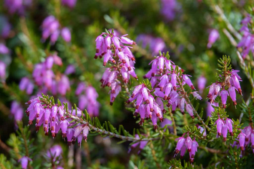 Tout en légèreté, la bruyère fleurit tout l'hiver ! © Risto, Adobe Stock