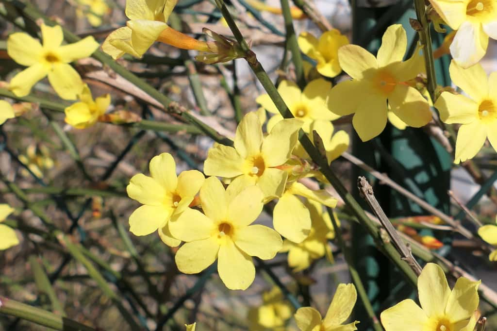 Grâce à sa couleur lumineuse, le jasmin d'hiver ajoute du peps à un jardin ! © cagala, Adobe Stock