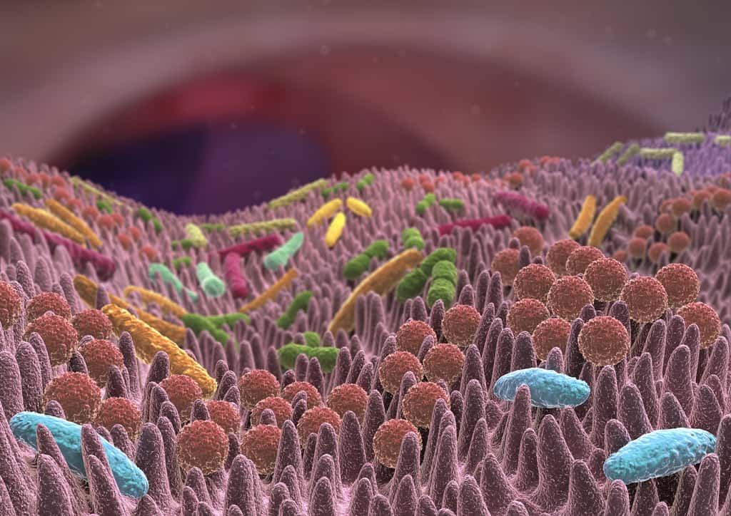 Le microbiote intestinal fait habituellement concurrence au <em>Clostridium difficile</em>. © Alex, Fotolia