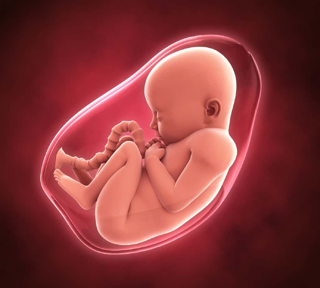 Le fœtus est protégé du reste du corps de la maman par le placenta. © nerthuz, Fotolia
