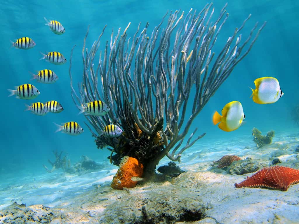  Eaux cristallines, sable blanc, récifs coralliens spectaculaires, la mer des Caraïbes est un écosystème marin riche et diversifié. © Dam, Adobe Stock