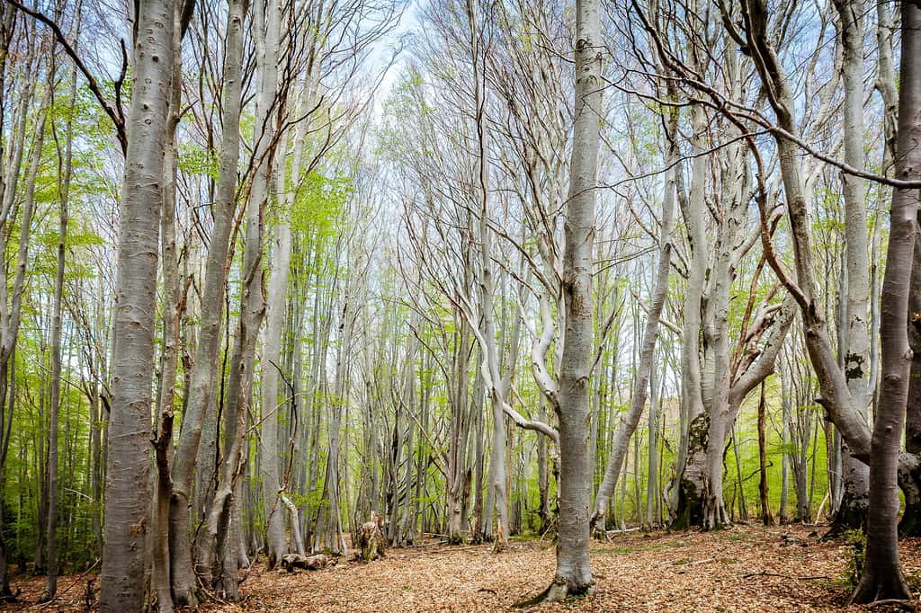 Parmi les forêts, celle de Vizzavona en Haute-Corse est la moins polluée de France. © gregorypalmer, Pixabay