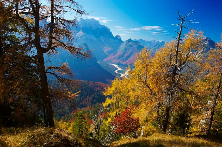 Forêt mixte, Val Raccolana, Alpes juliennes italiennes, Italie. © Dario Di Gallo, Service forestier régional du Frioul-Vénétie Julienne
