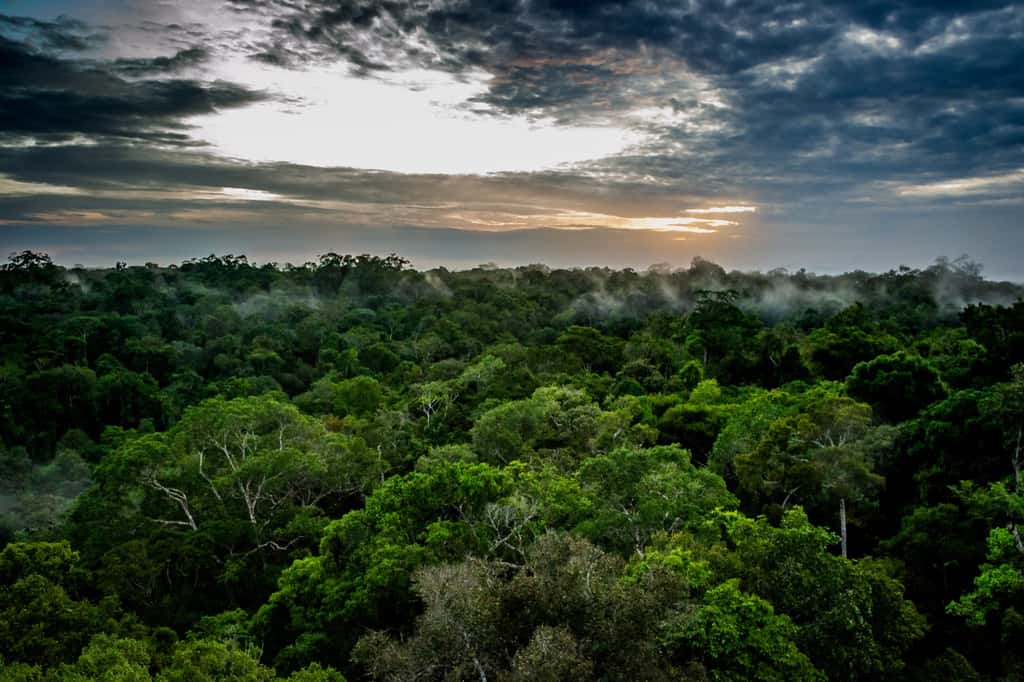 L'Amazonie occupe 40 % de la surface de l'Amérique du Sud © Marcos Mello, Adobe Stock